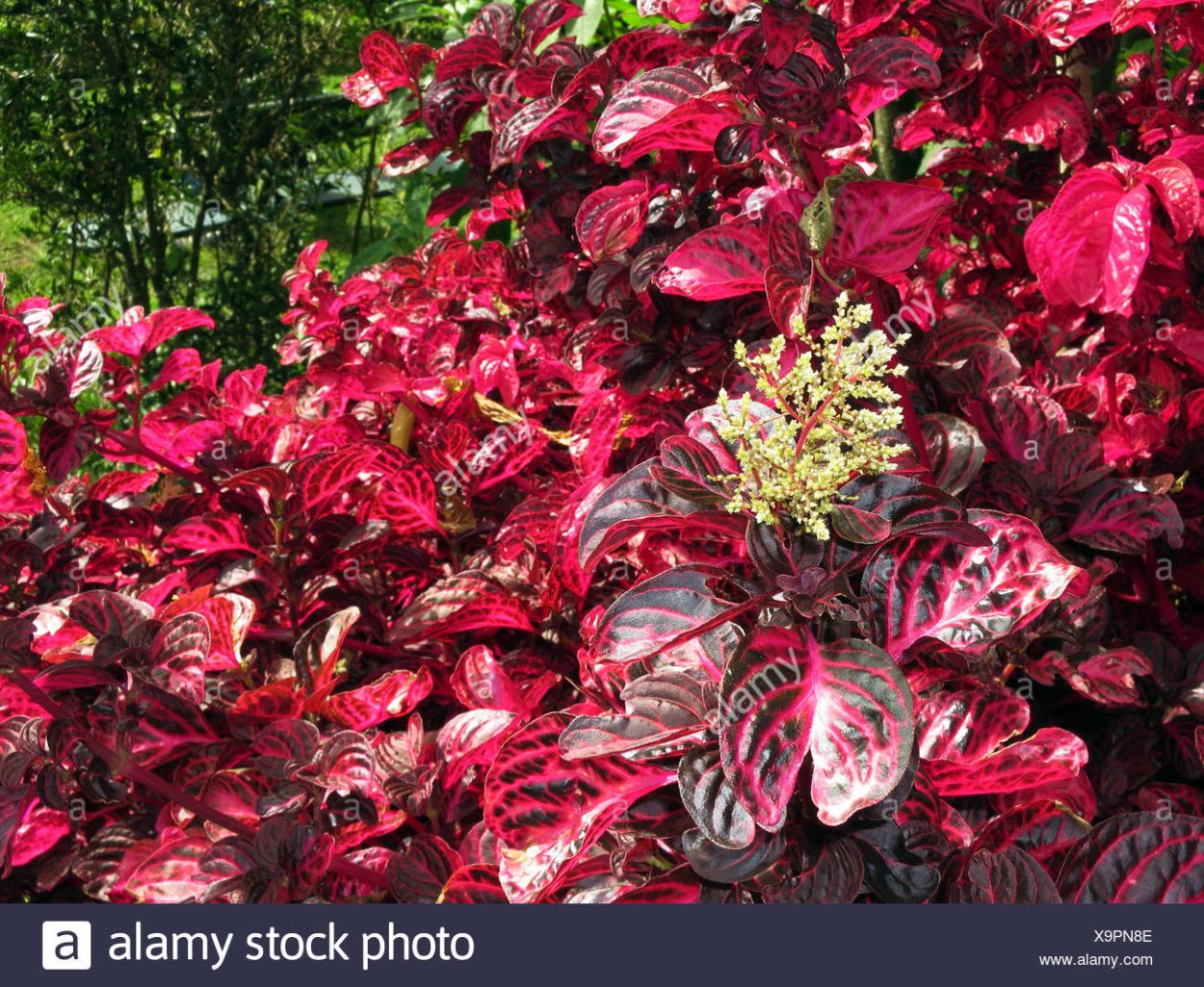 Цветок ирезине Линдена