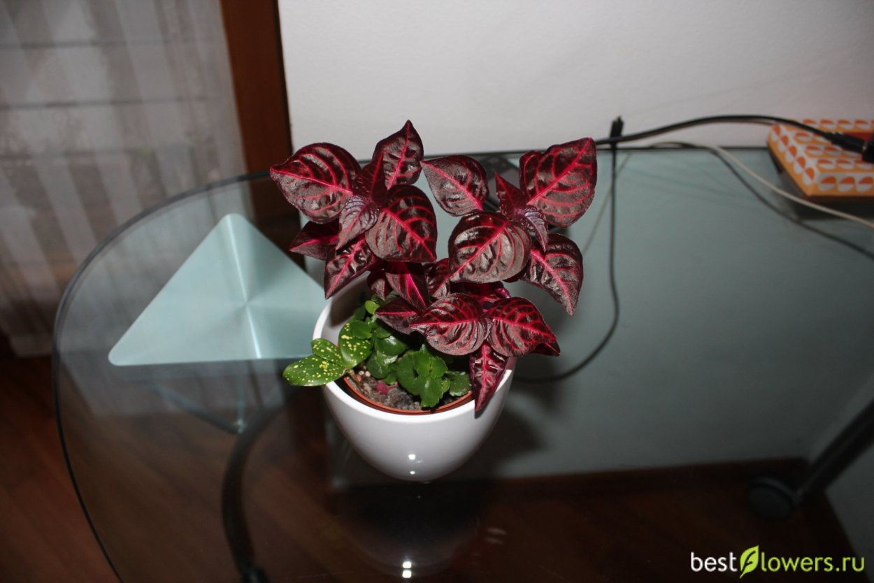 Ирезине Линдена Аурео ретикулята