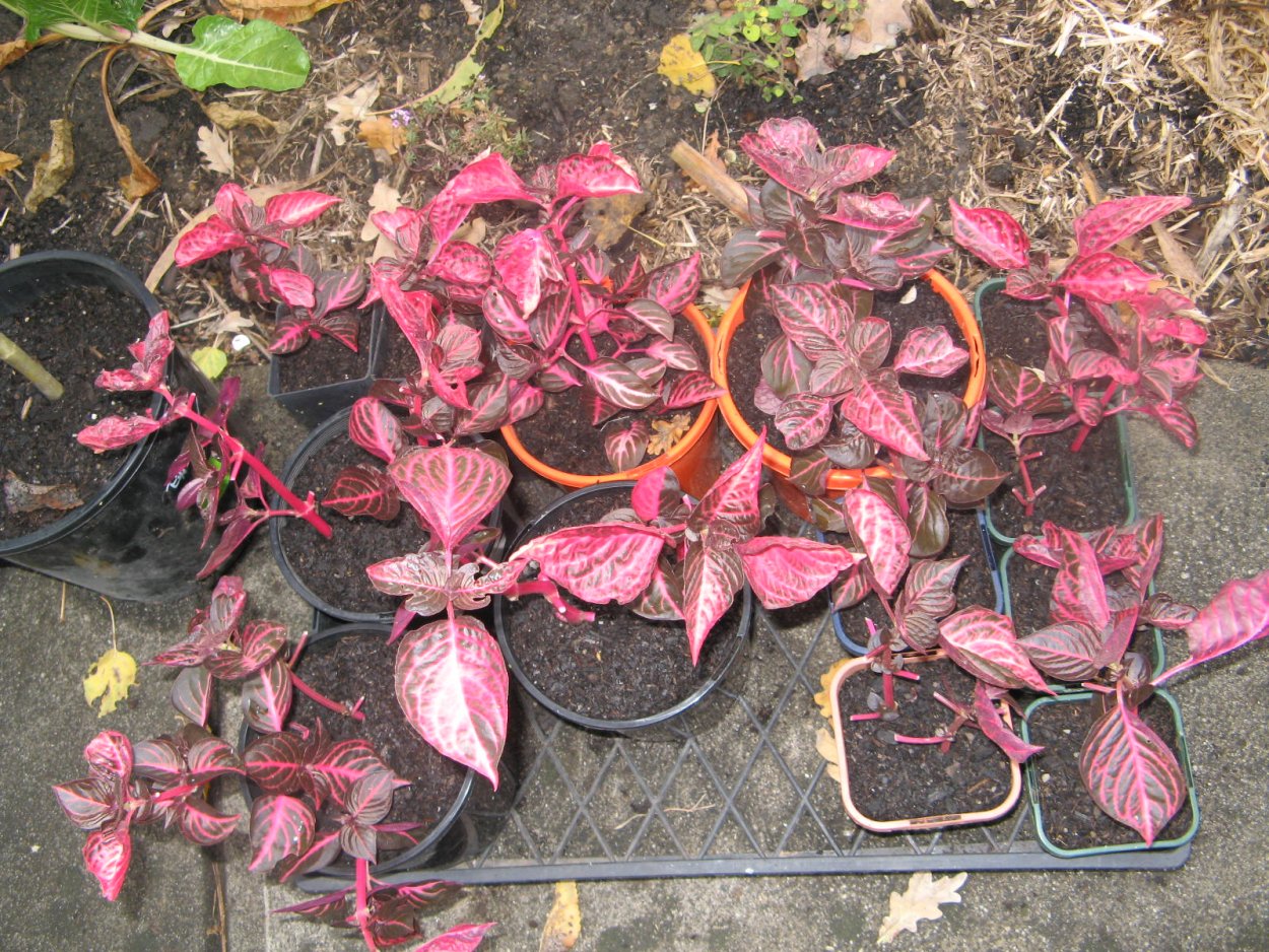 Ирезине Хербста