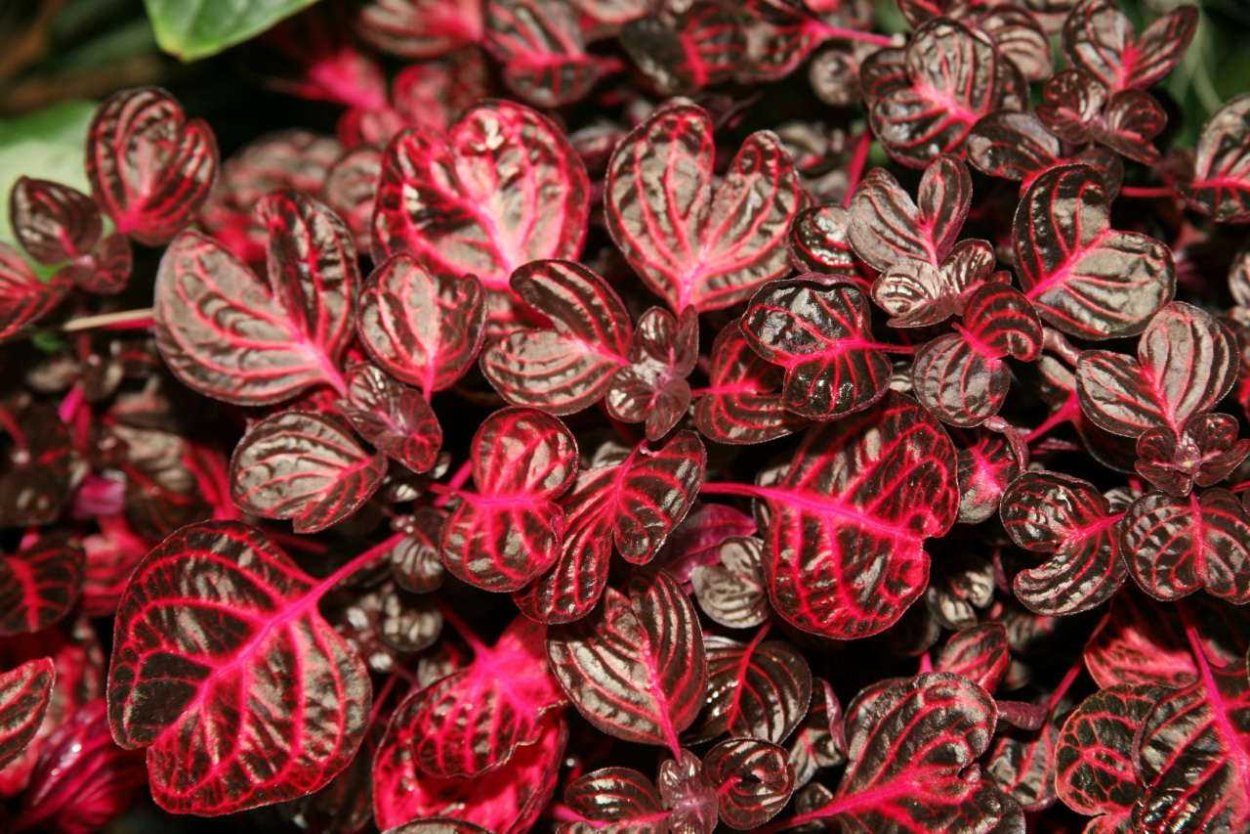 Ирезине Линдена (Iresine lindenii)