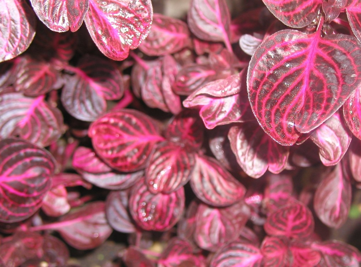 Ирезине Xербcта