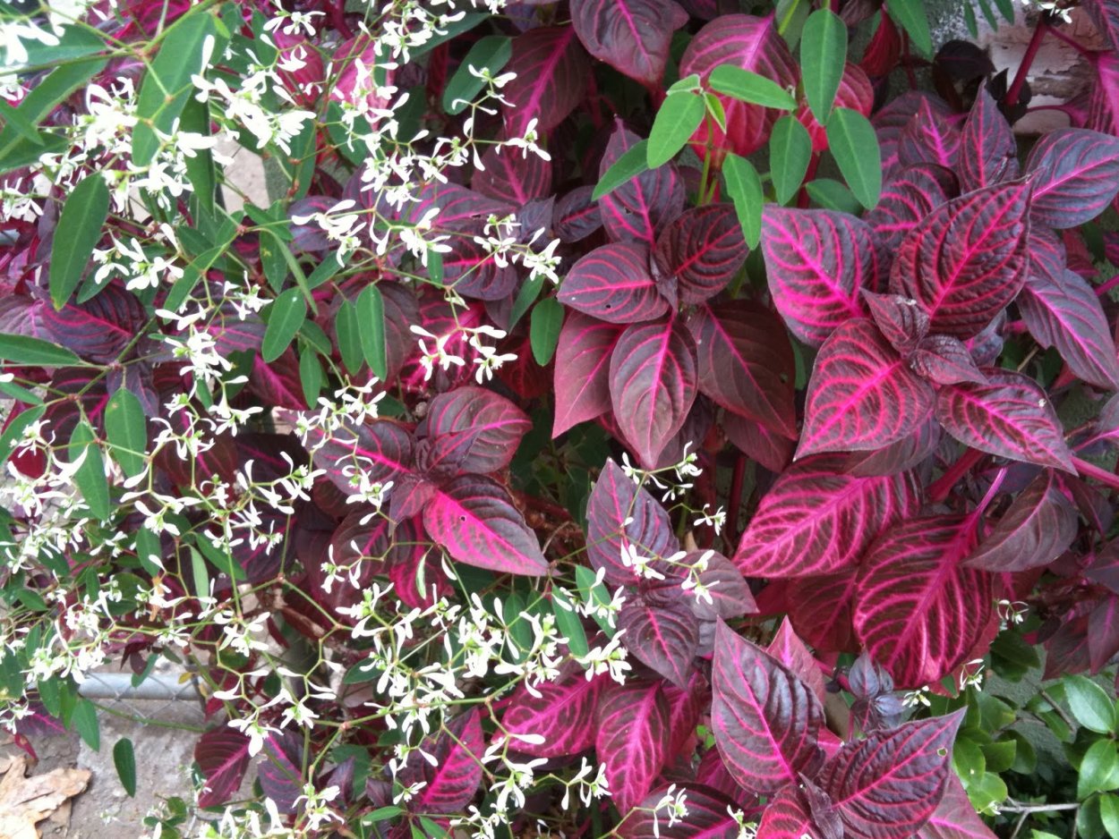 Ирезине Хербста Пурпл