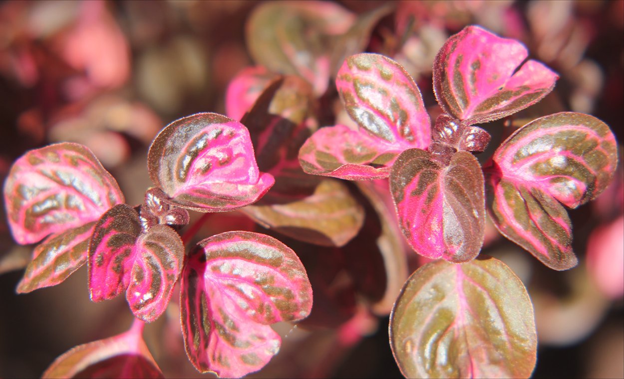 Ирезине Хербста