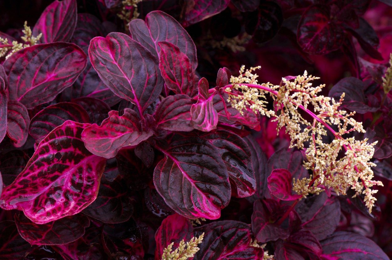 Ахирантес Вершаффельта