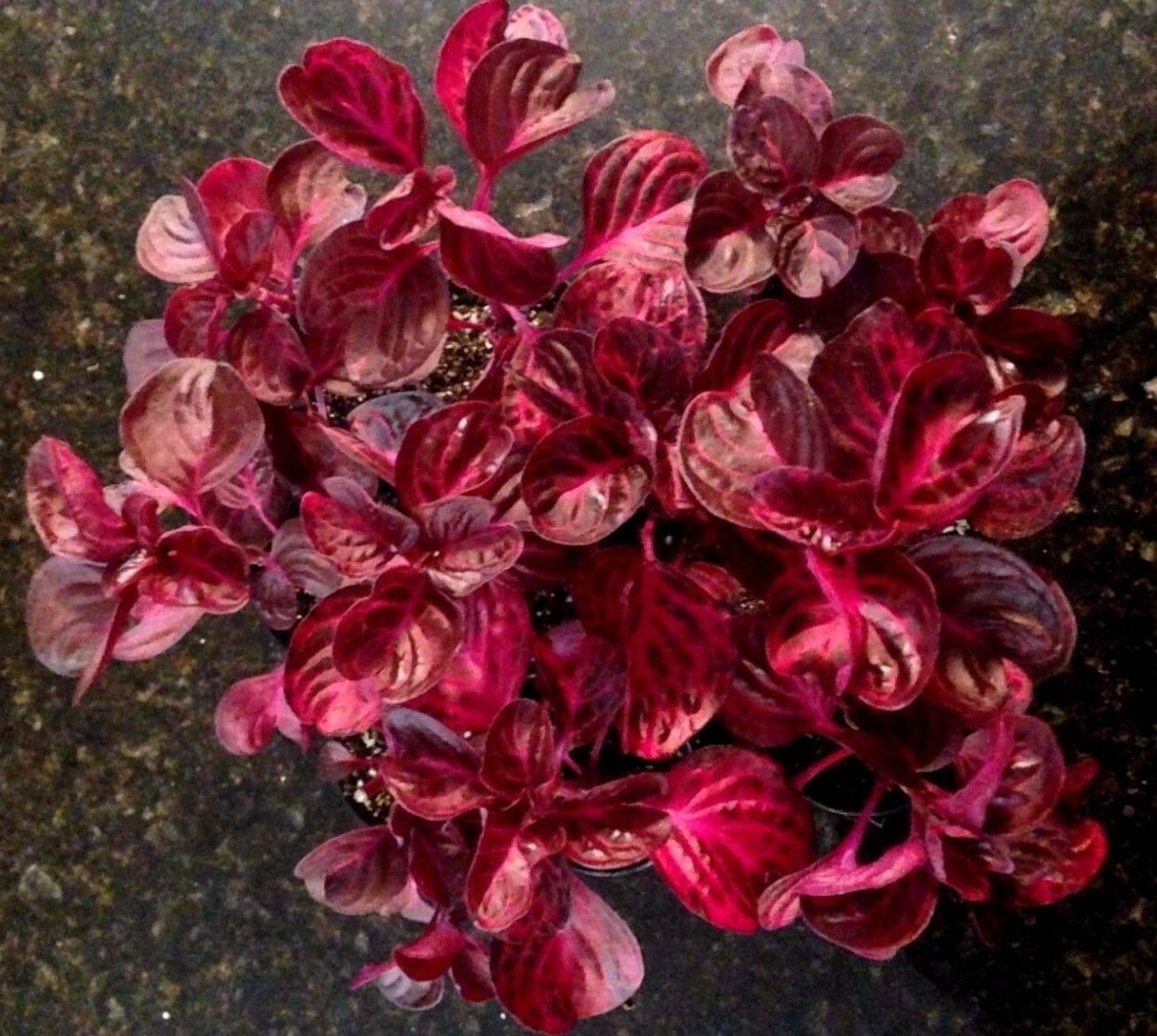 Семейство амарантовые ирезине