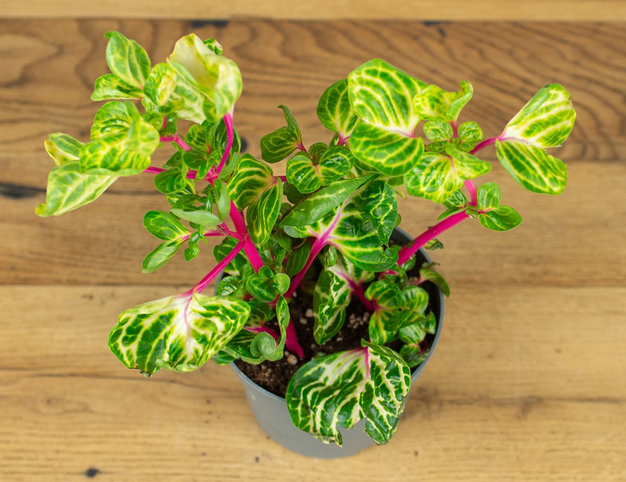 Ирезине Линдена (Iresine lindenii)