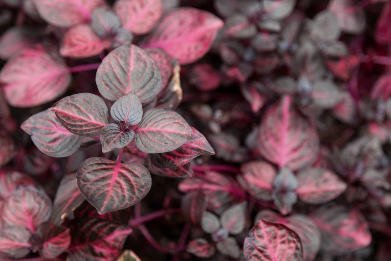 Ирезине Хербста Iresine herbstii