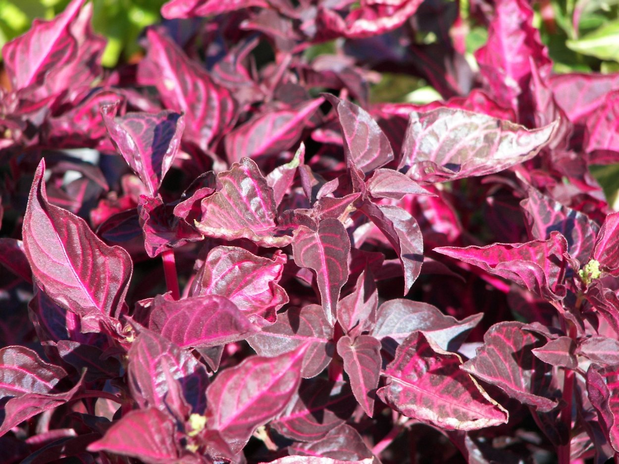 Ирезине в горшке