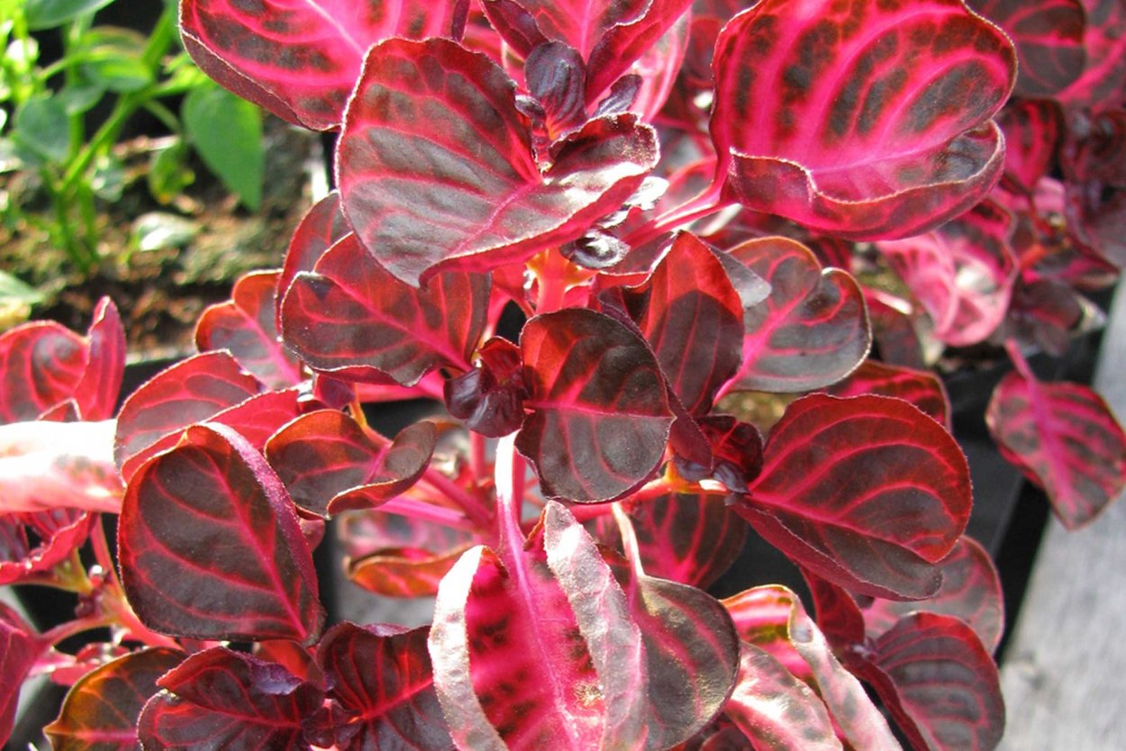 Ирезине Хербста Iresine herbstii