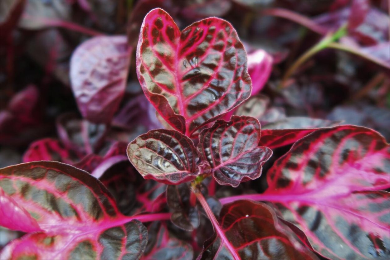 Ирезине Хербста в горшке