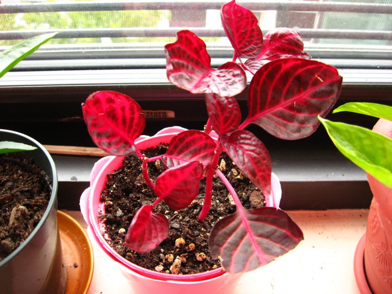 Ирезине Линдена (Iresine lindenii)