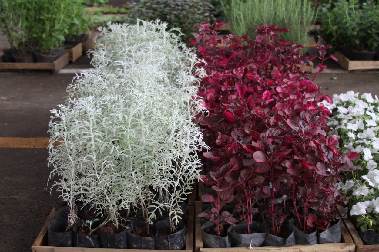 Ирезине Хербста