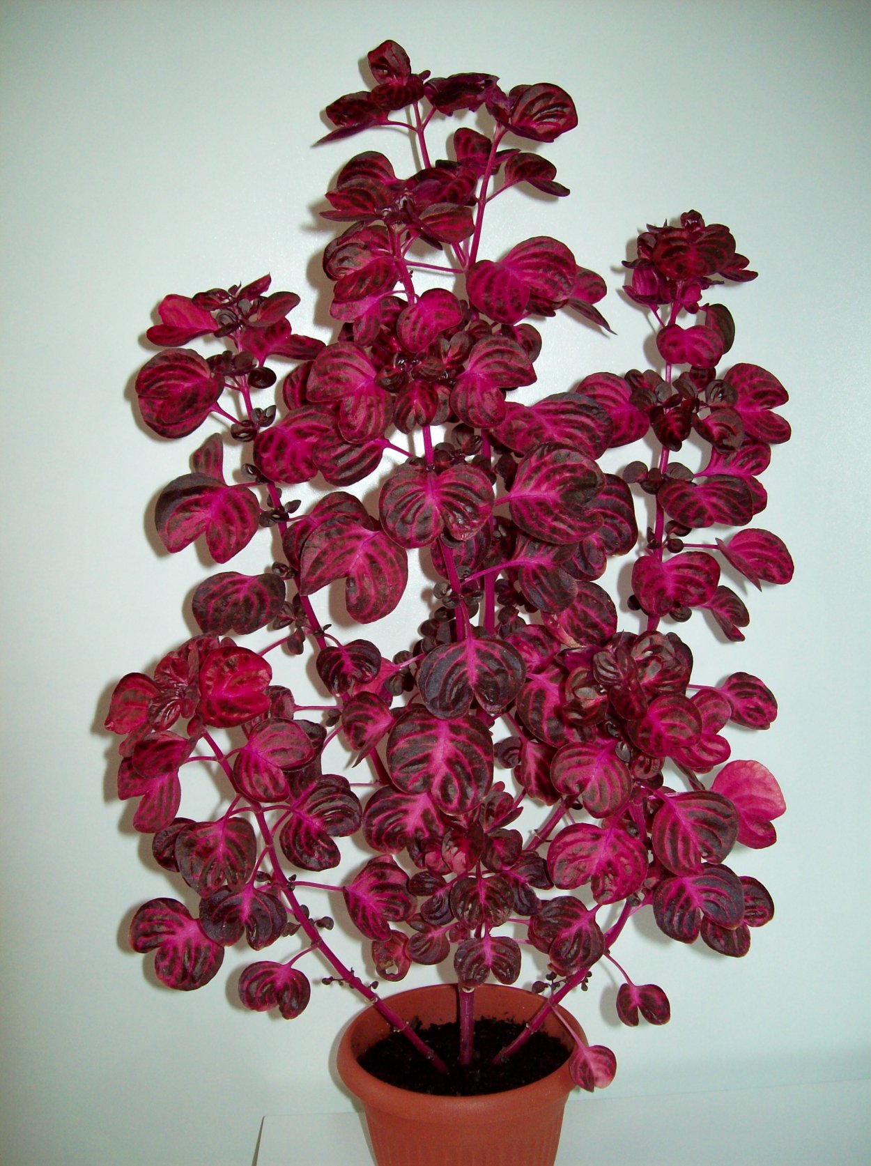 Ирезине бегония