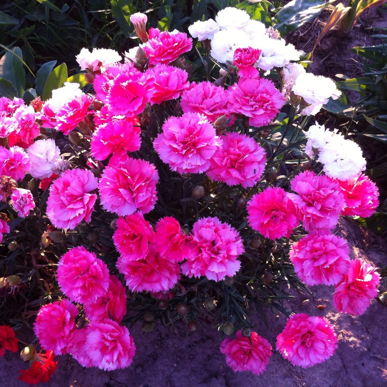 Гвоздика перистая Садовая многолетняя