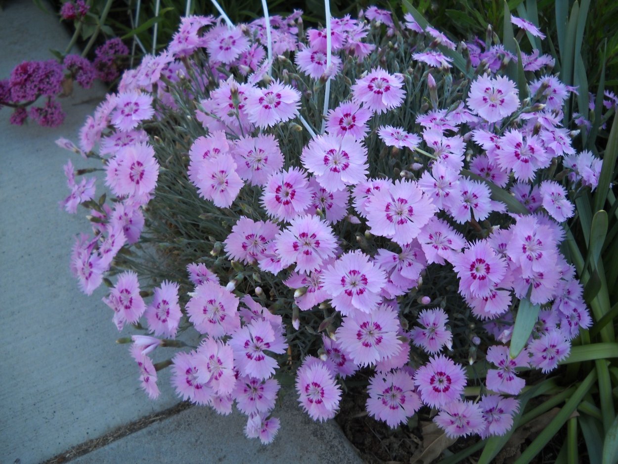 Бордюрные травянистые многолетники