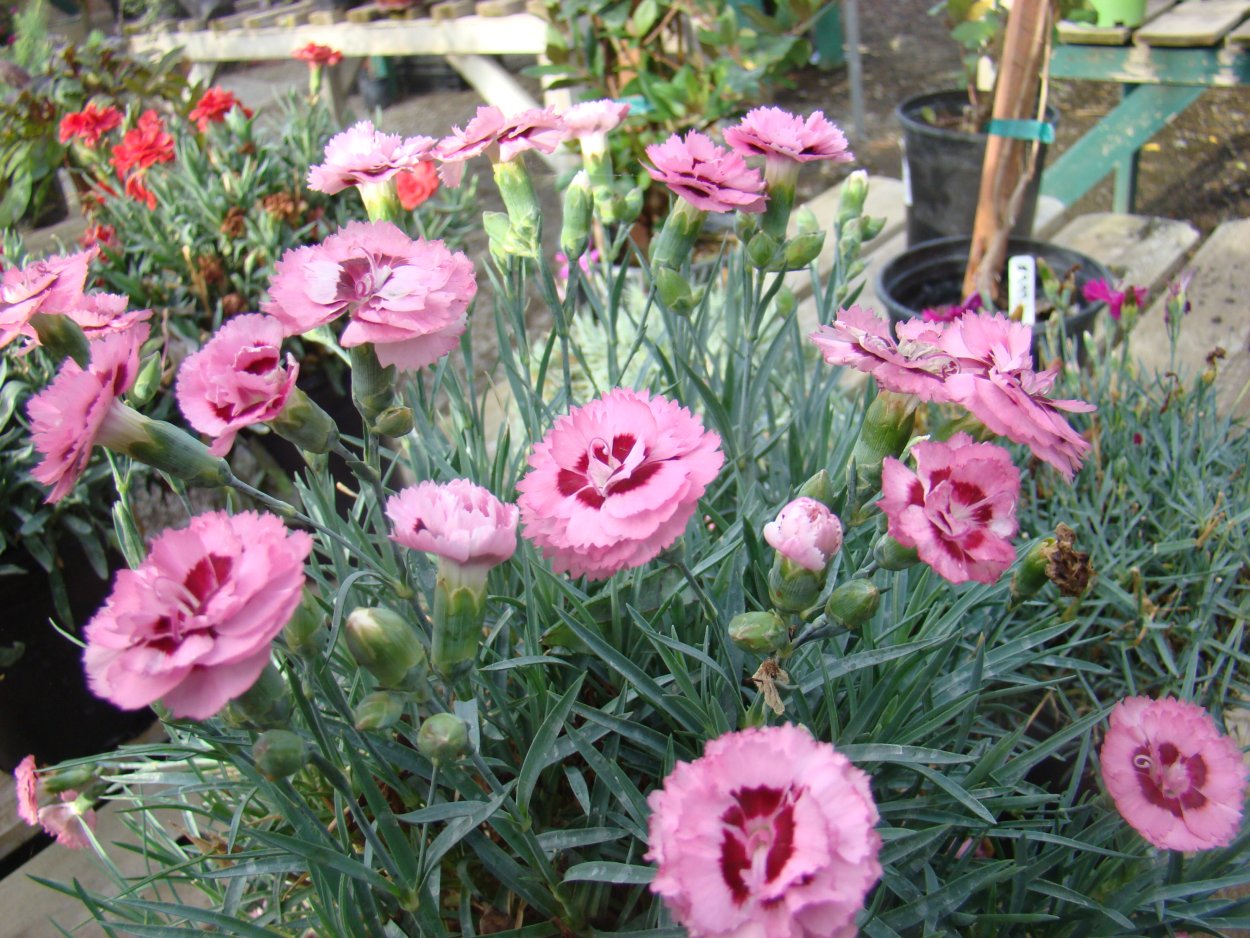 Гвоздика Садовая Шабо