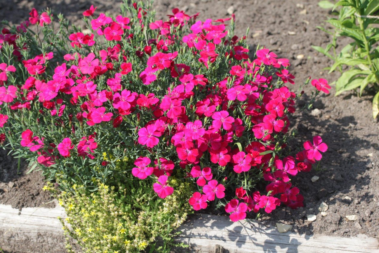 Гвоздика перистая Dianthus plumarius