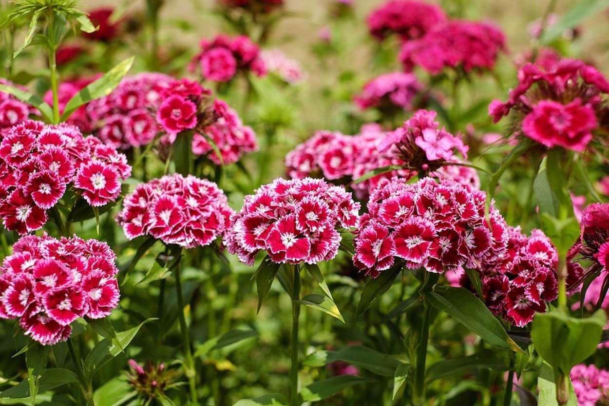 Гвоздика сизая Dianthus gratianopolitanus