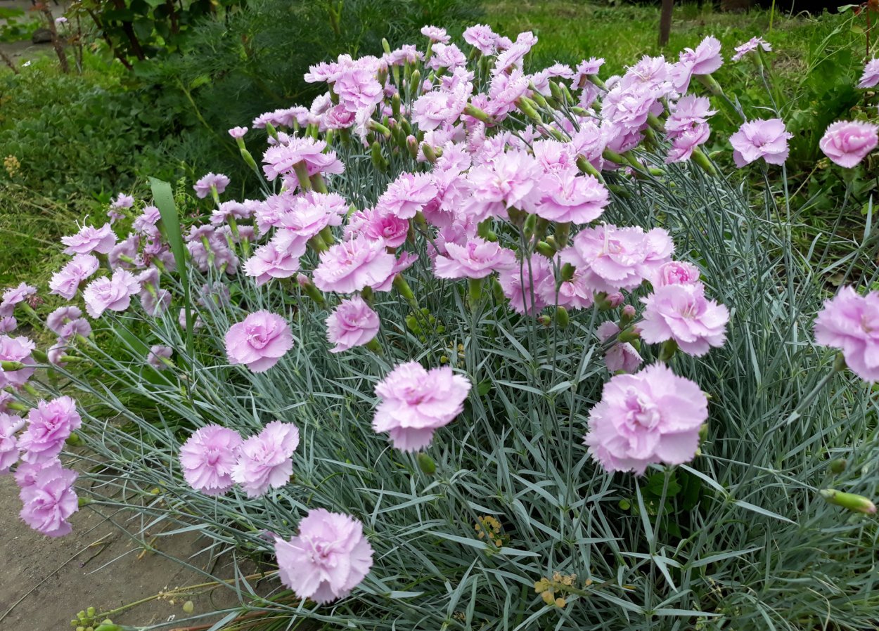 Гвоздика перистая Диантус Плюмарис