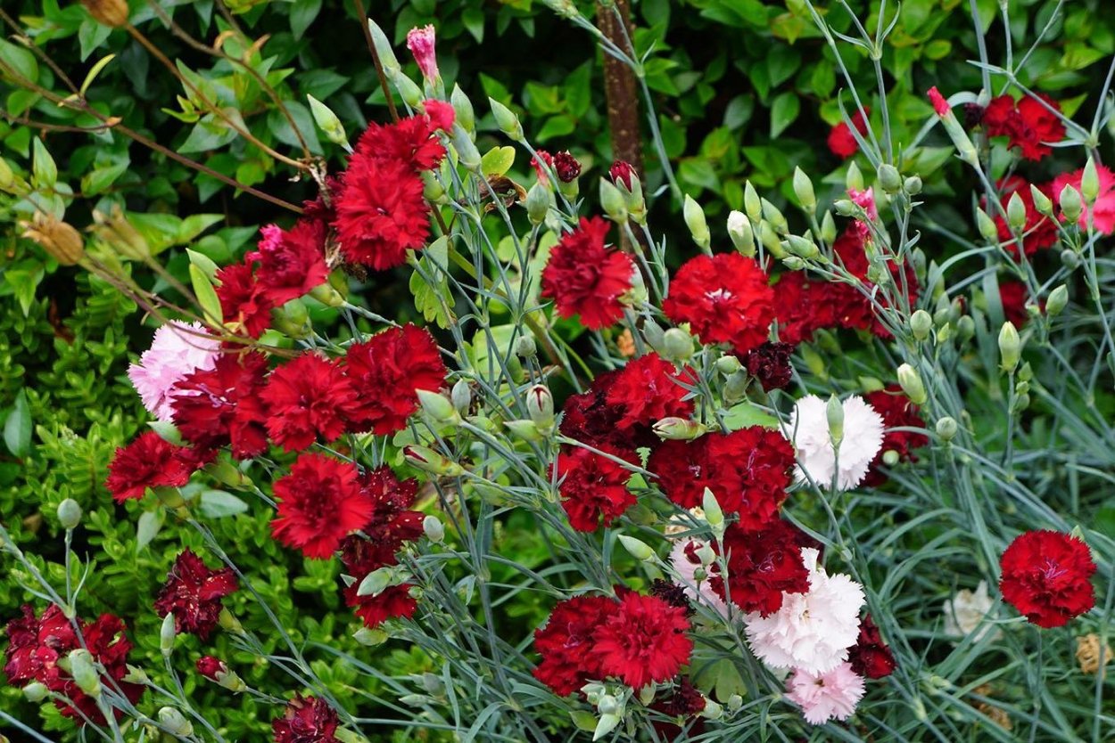 Гвоздика перистая многолетняя