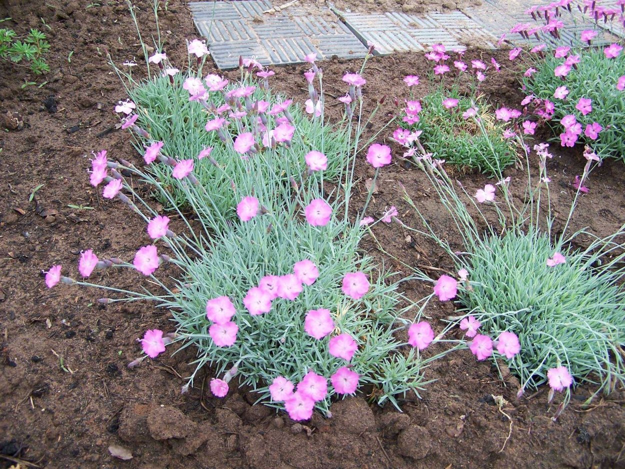 Гвоздика Шабо низкорослая