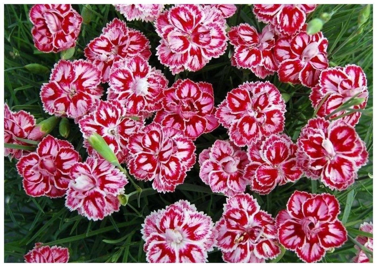 Флоксы шиловидные многолетние