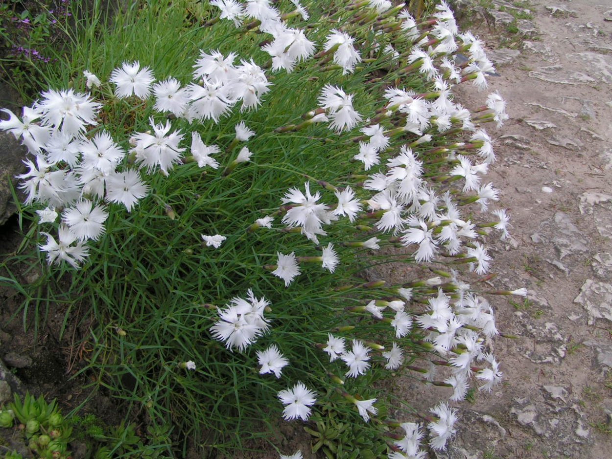 Гвоздика перистая Садовая