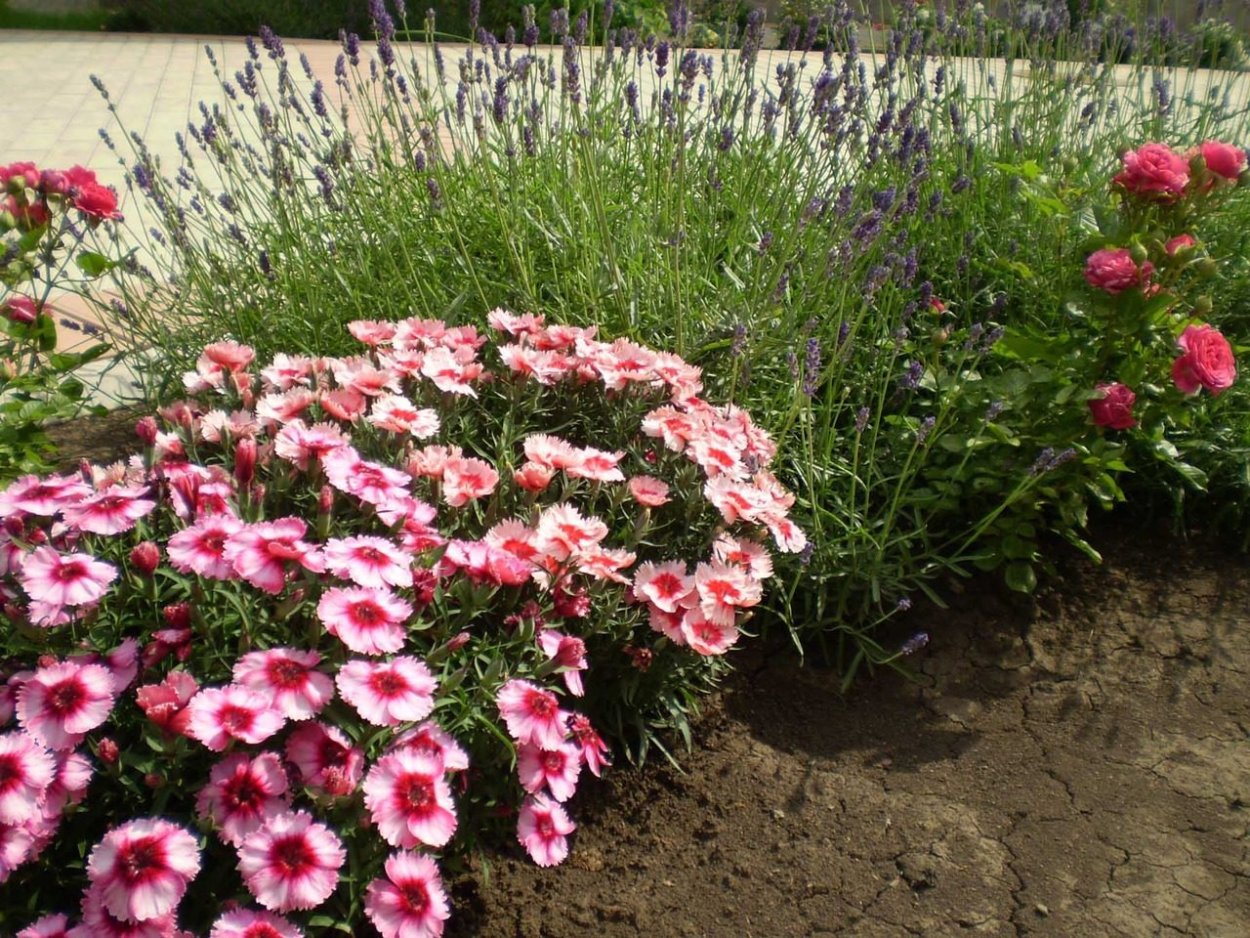 Гвоздика Dianthus plumarius Angel of Virtue