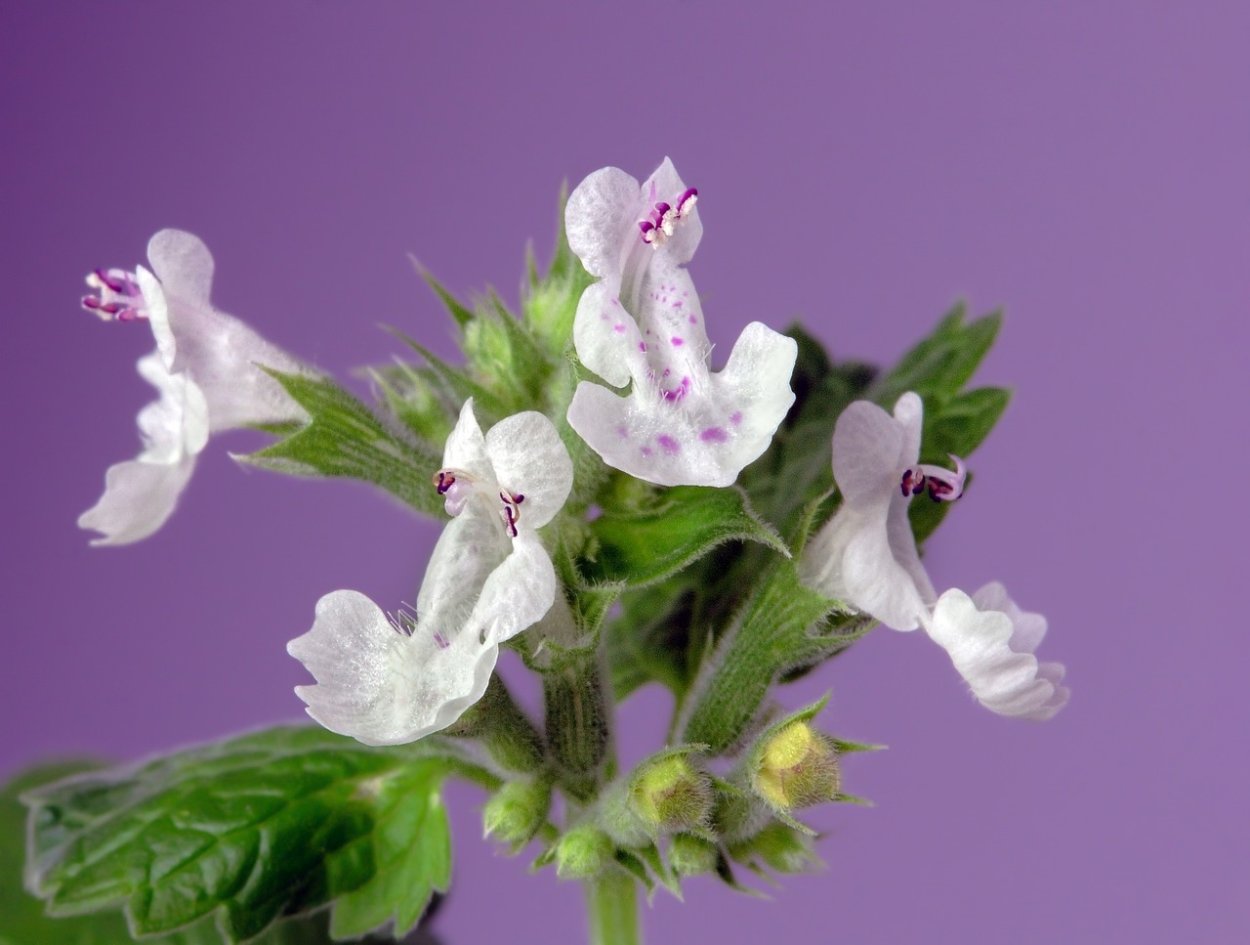 Кошачья мята цветок