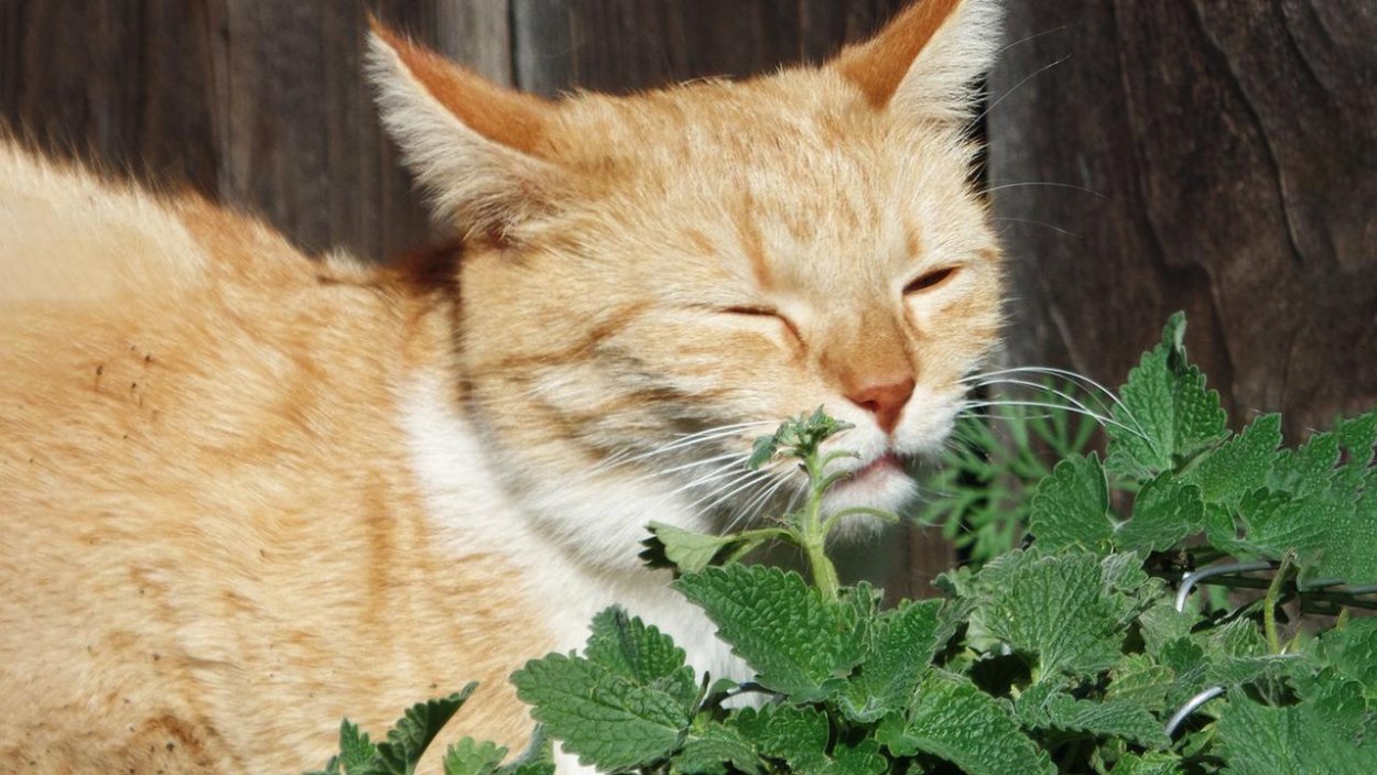 Котовник Кошачья мята