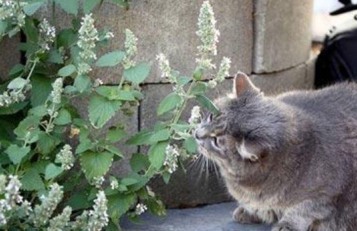 Кошачья мята (котовник) (Nepeta cataria)