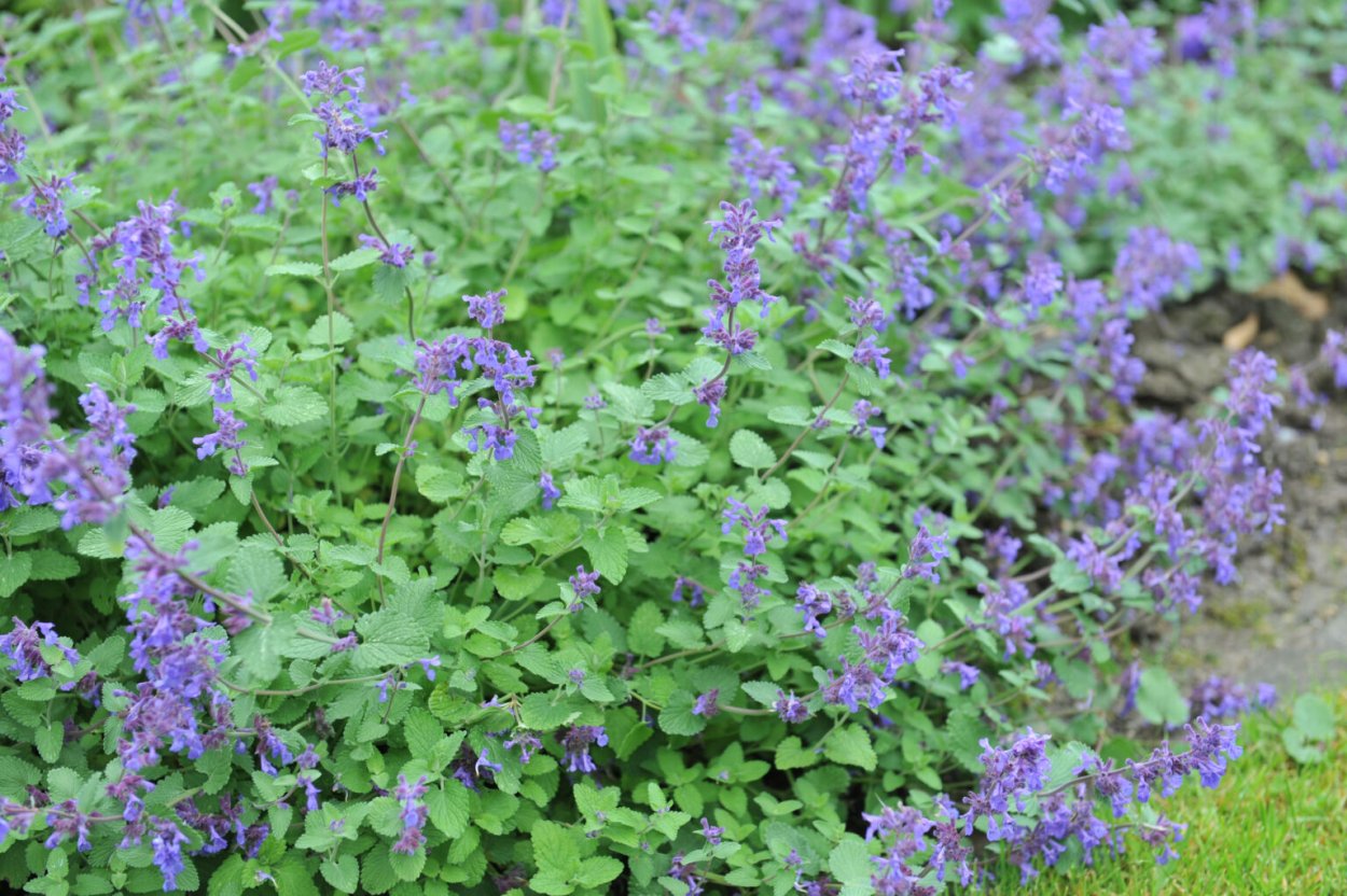Котовник кошачий (Nepeta cataria l.)
