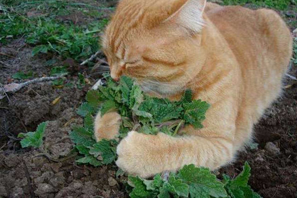 Catnip Greek