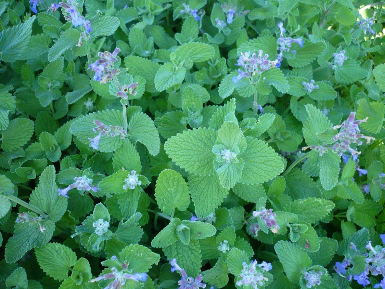 Кошачья мята нарко эффект