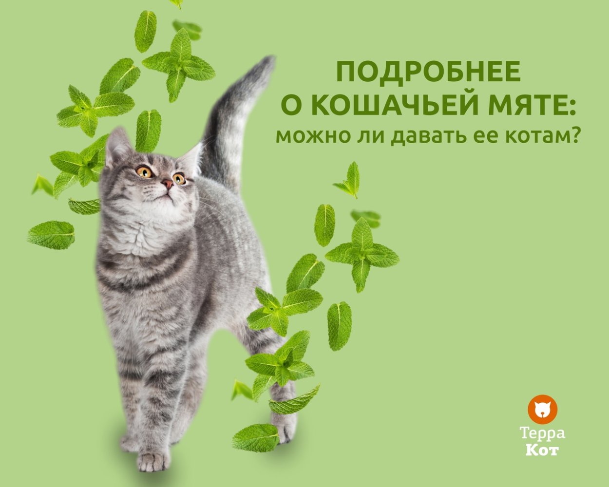 Котовник и коты