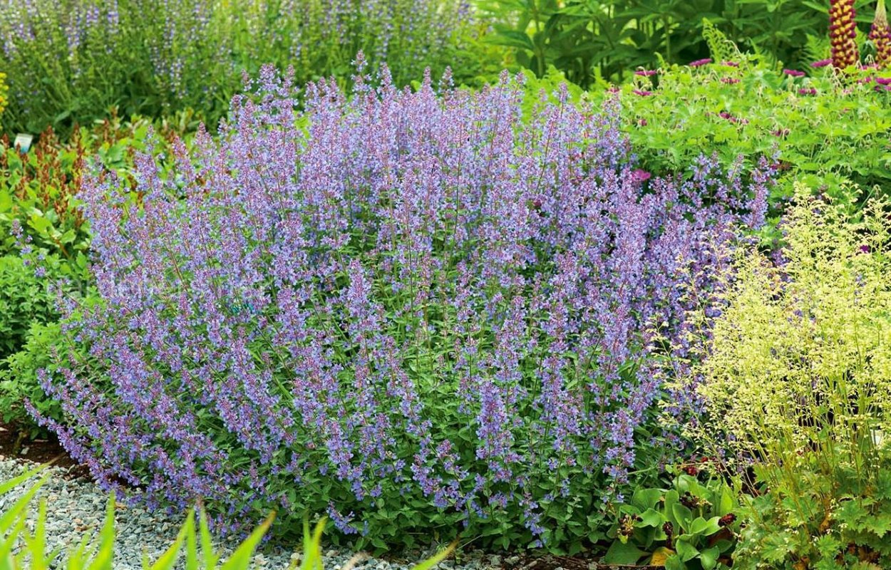 Деревенские лакомства Кошачья мята 15г