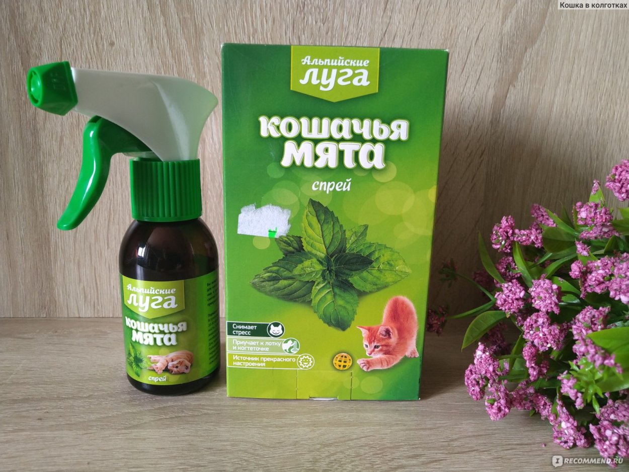 Котовник Кошачья мята