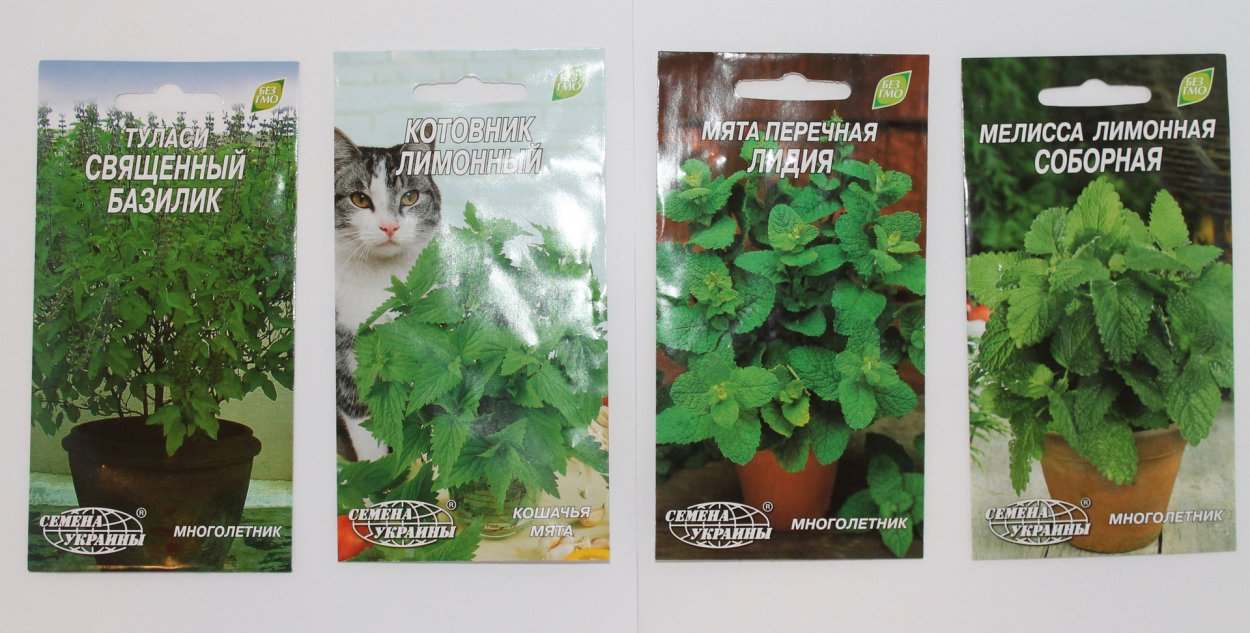 Котовник кошачий на белом