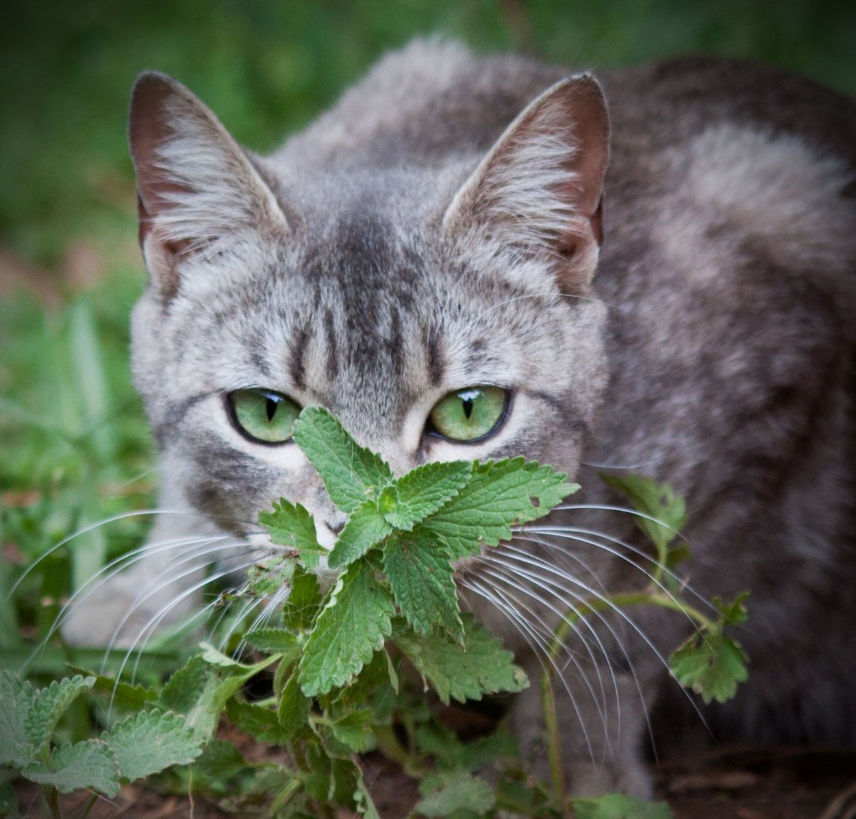 Кошачья мята трава