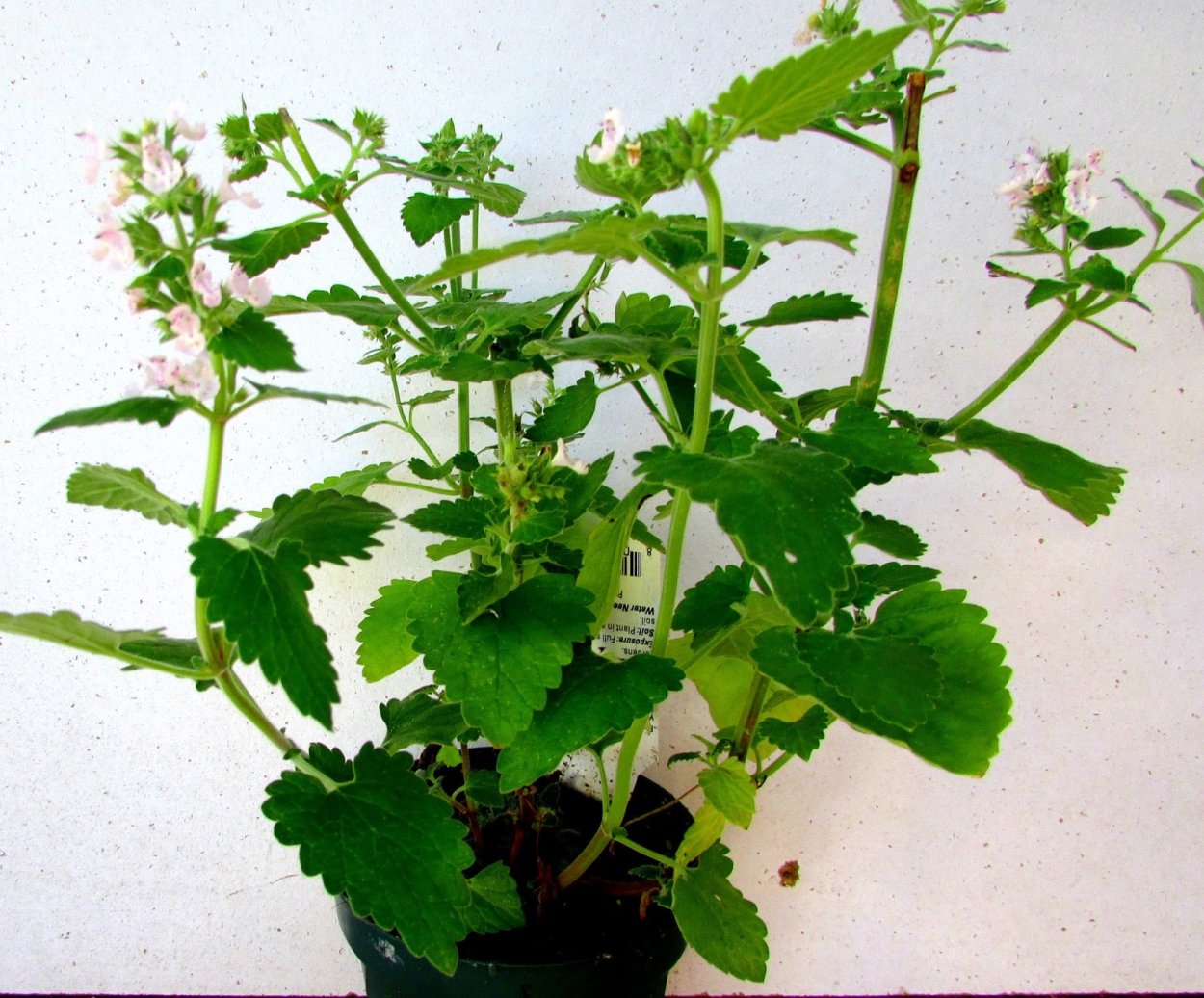 Кошачья мята приколы