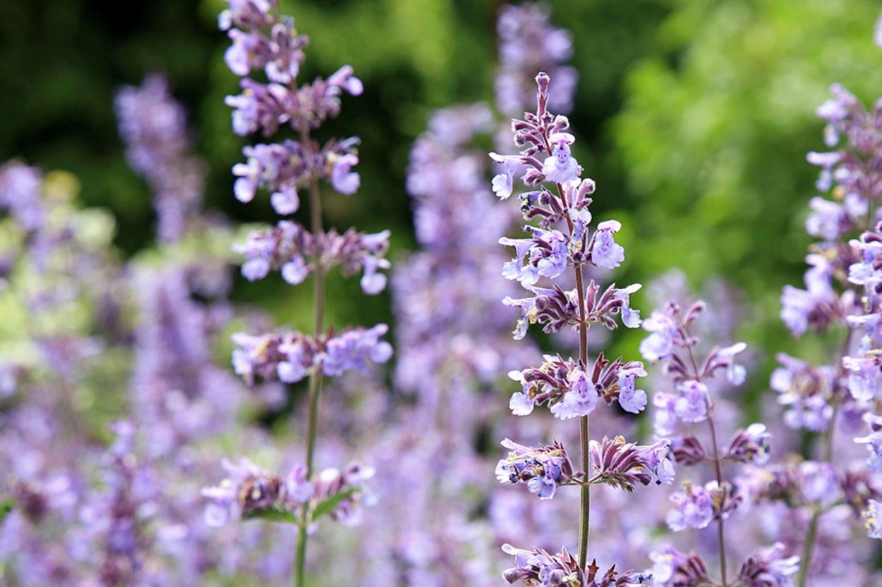 Котовник бархат