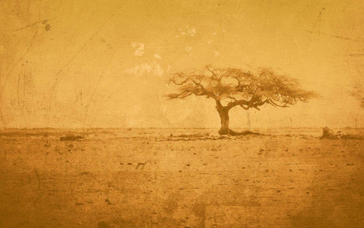 Анчар дерево