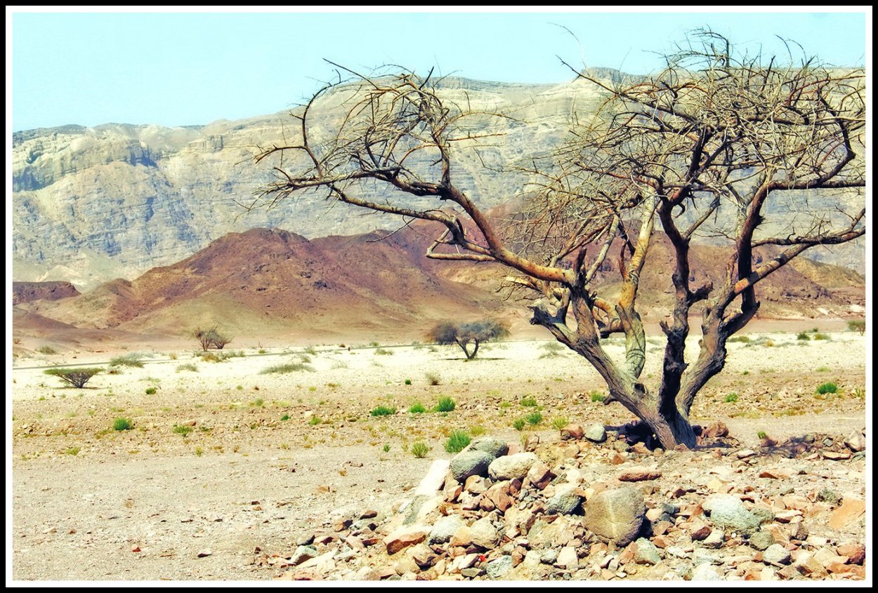 Песчаная Акация растение пустыни