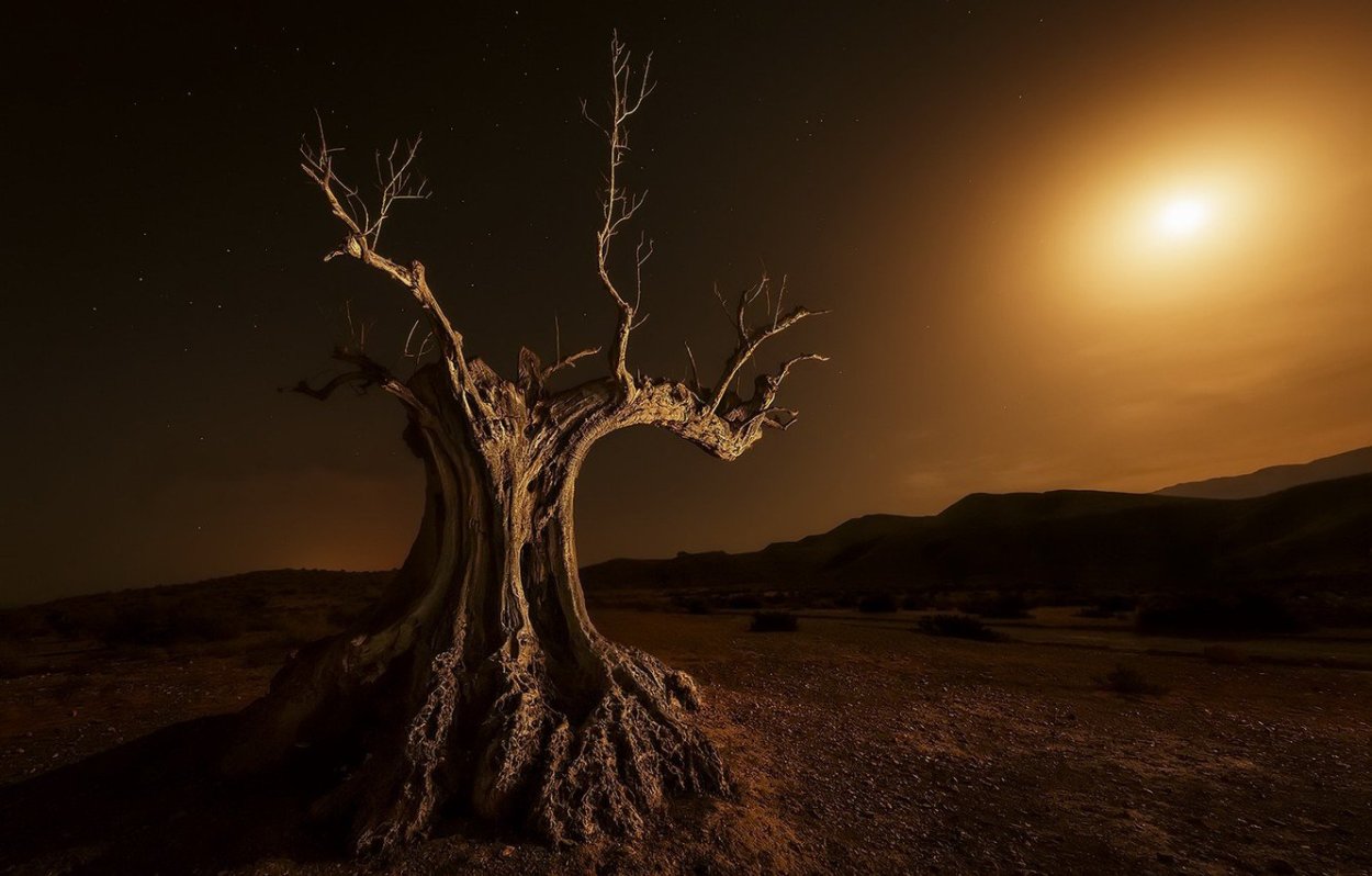 Сухое дерево