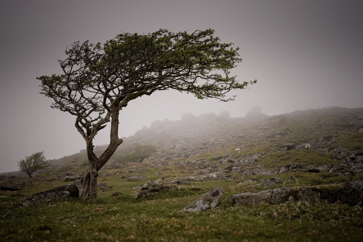 Дерево Анчар ядовитый