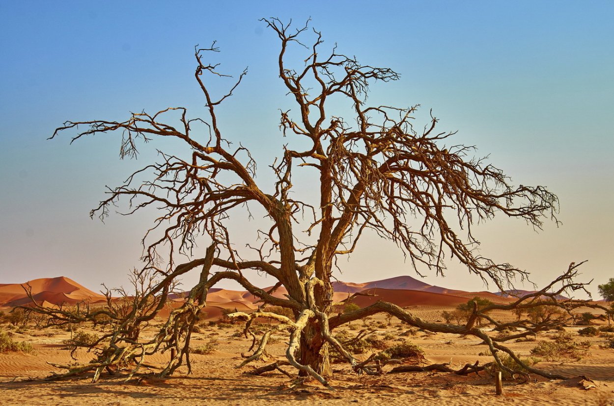 Анчар дерево пустыни