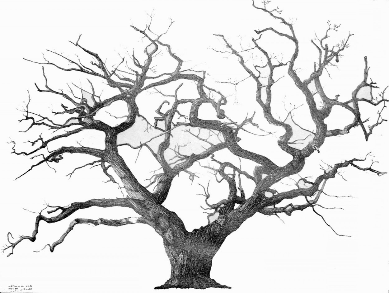 Сухое дерево эскиз