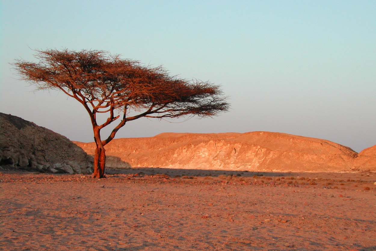 Анчар дерево пустыни