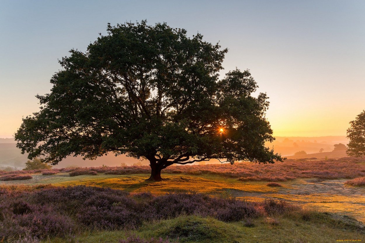 Дерево Тенере