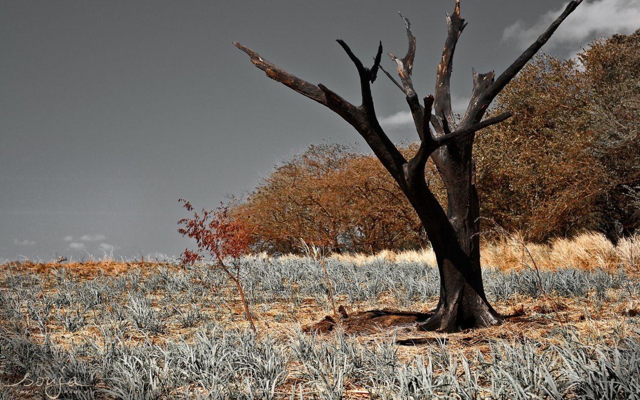 Сухое дерево карандашом
